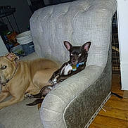 Diamond is registered to the contest to win money with this photo: dog, couch, indoor, pet, relaxed, brown_dog, small_dog, large_dog, furniture, wood_floor, collar, domestic_animal, canine, resting, animal, living_room, casual, companion, household, comfort