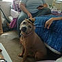 Diamond is registered to the contest to win money with this photo: dog, hat, person, bed, carpet, phone, window, indoor, casual_clothing, furniture, hand, sitting, curious, pet, domestic, cozy, blanket, pillow, relaxed, room