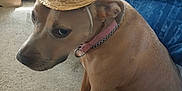 Diamond is registered to the contest to win money with this photo: dog, hat, indoor, carpet, person, couch, foot, furniture, brown_dog, pet, animal, sitting, accessory, feathers, collar, chain, expression, looking, casual, home