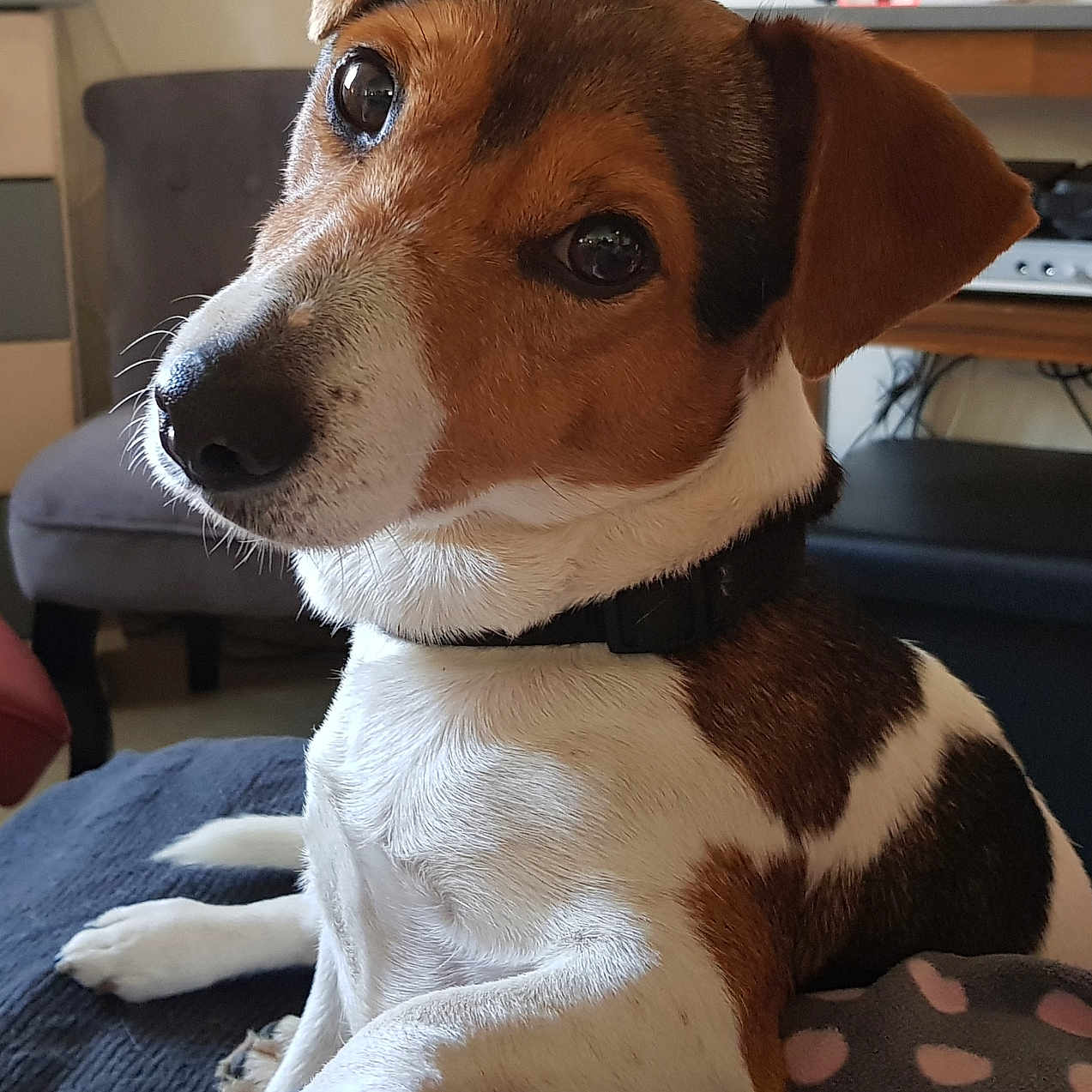 Idefix participe au concours pour gagner de l'argent avec cette photo : animal, blanket, brown, chair, close_up, collar, cozy, curious, cute, dog, domestic, furniture, indoor, jack_russell_terrier, lamp, paw, pet, polka_dot, table, white