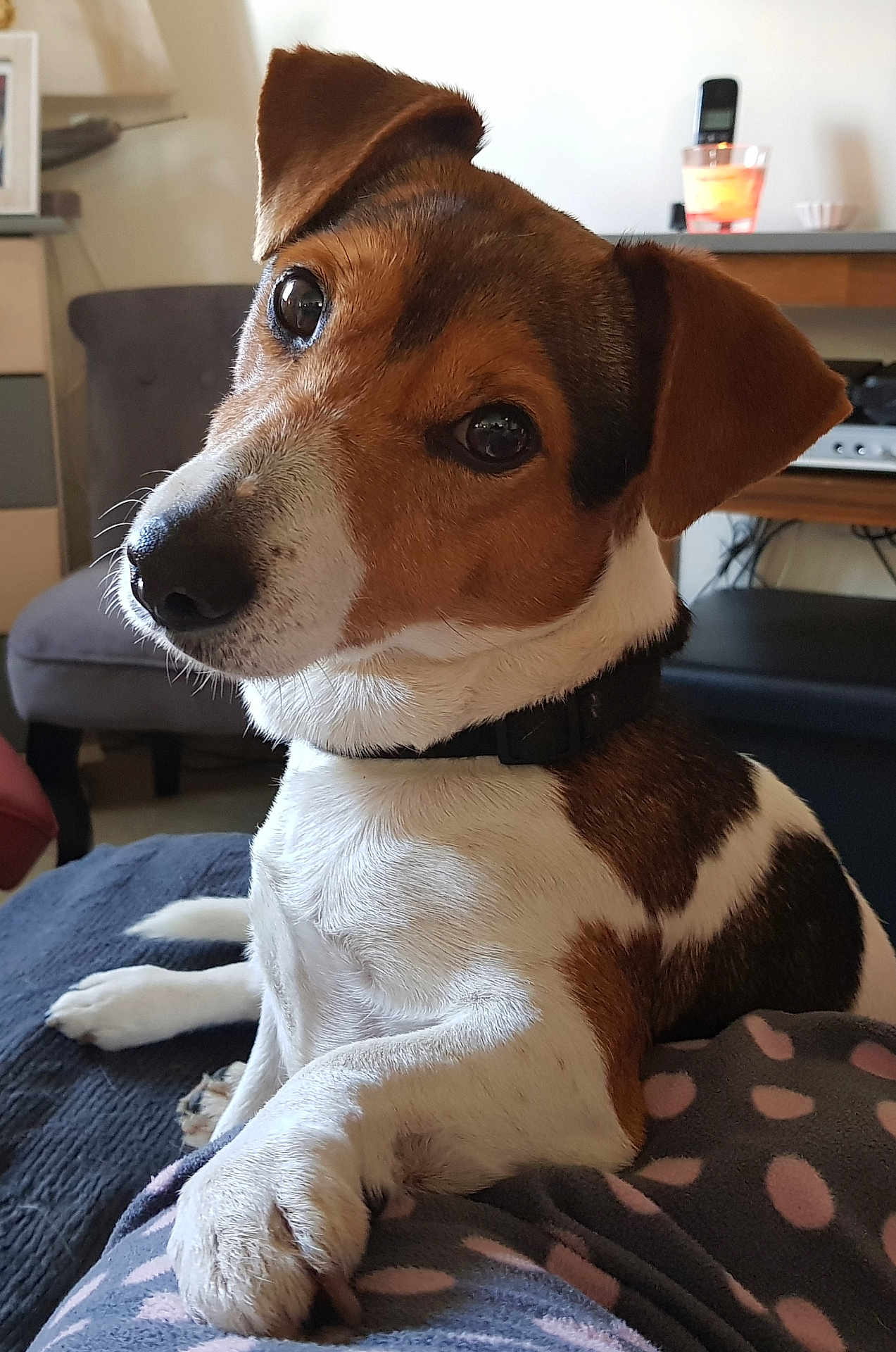 Idefix participe au concours pour gagner de l'argent avec cette photo : dog, pet, animal, jack_russell_terrier, paw, collar, indoor, cozy, blanket, polka_dot, furniture, chair, table, lamp, curious, close_up, brown, white, cute, domestic