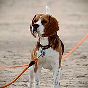 Abella a rejoint le concours — aidez-le/la à gagner de superbes lots ! dog, beagle, leash, sand, outdoor, pet, animal, standing, collar, ear, alert, canine, brown, white, black, spot, nature, cute, companion, playful