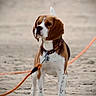dog, beagle, leash, sand, outdoor, pet, animal, standing, collar, ear, alert, canine, brown, white, black, spot, nature, cute, companion, playful