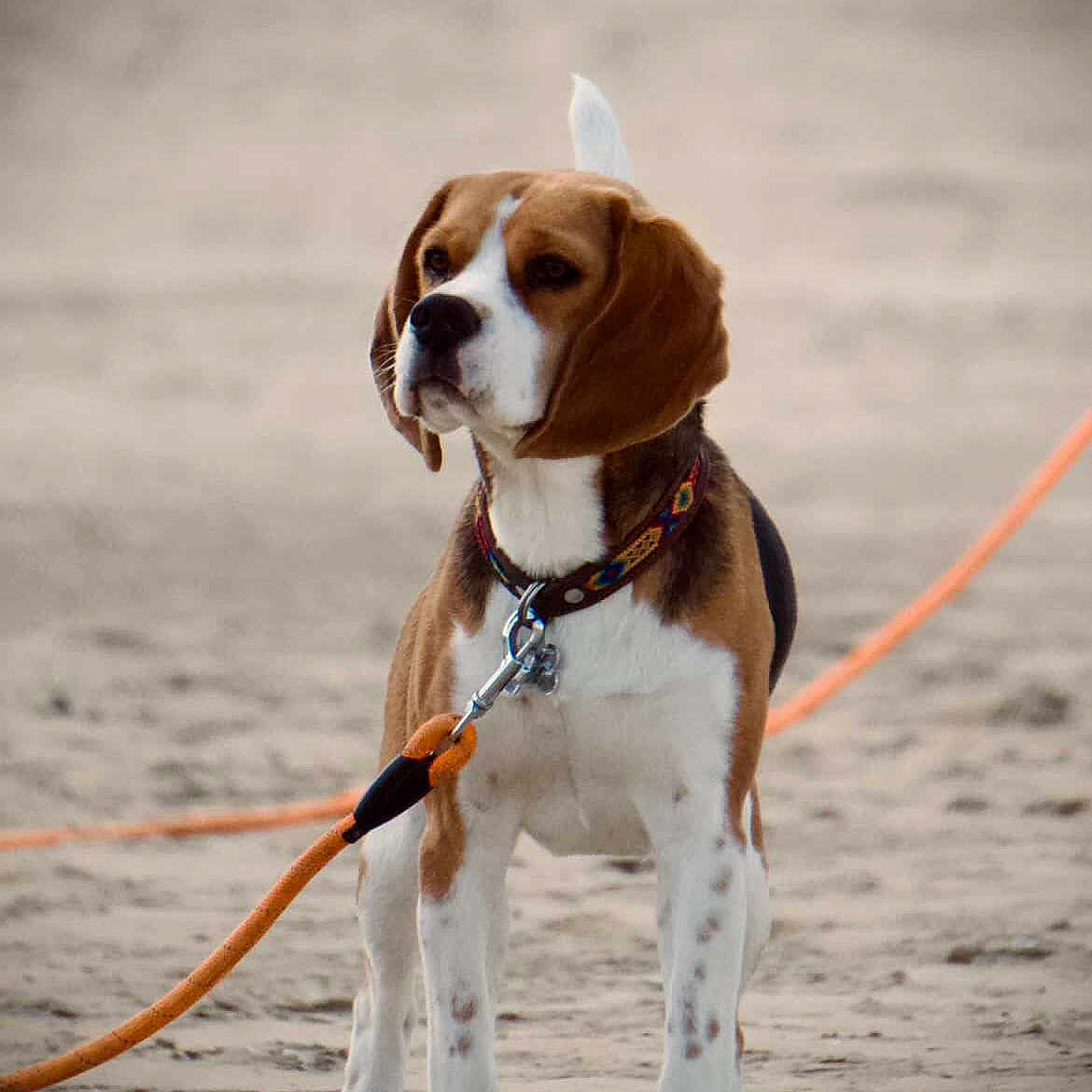Abella a rejoint le concours — aidez-le/la à gagner de superbes lots ! dog, beagle, leash, sand, outdoor, pet, animal, standing, collar, ear, alert, canine, brown, white, black, spot, nature, cute, companion, playful