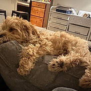 Maple joined the competition — help win amazing prizes! dog, curly_fur, couch, indoor, relaxed, furniture, living_room, brown, pet, sleeping, cozy, home, paw, snout, drawer, stool, carpet, resting, canine, curled_tail