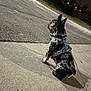 Blue joined the competition — help win amazing prizes! dog, animal, pet, night, sidewalk, harness, leash, outdoor, asphalt, street, shadow, quiet, park, fence, tree, dark, spotting, sitting, canine, waiting