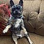 Blue joined the competition — help win amazing prizes! dog, french_bulldog, brindle, sitting, couch, indoor, pet, animal, pillow, curtain, collar, looking, ears, fur, front_legs, paw, face, nose, eyes, home