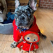 Blue is registered to the contest to win money with this photo: dog, french_bulldog, blue_eyes, red_hoodie, plush_toy, indoor, wooden_floor, wicker_chair, pet_bed, close_up, sitting, cute, animal, companion, toy, living_room, portrait, pet_accessory, cozy, domestic