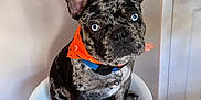 Blue is registered to the contest to win money with this photo: dog, french_bulldog, blue_eyes, orange_bandana, pet, indoor, bar_stool, wooden_floor, white_door, seated, animal, canine, portrait, cute, companion, domestic, furniture, looking_up, ears_up, black_and_tan