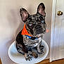 dog, french_bulldog, blue_eyes, orange_bandana, pet, indoor, bar_stool, wooden_floor, white_door, seated, animal, canine, portrait, cute, companion, domestic, furniture, looking_up, ears_up, black_and_tan