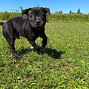Angel participe au concours pour gagner de l'argent avec cette photo : puppy, dog, black_dog, grass, outdoor, field, sky, blue_sky, sunny, nature, animal, cute, pet, young_dog, walking, greenery, daytime, ears, face, canine