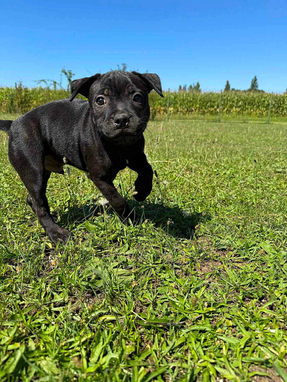 Angel participe au concours pour gagner de l'argent avec cette photo : puppy, dog, black_dog, grass, outdoor, field, sky, blue_sky, sunny, nature, animal, cute, pet, young_dog, walking, greenery, daytime, ears, face, canine