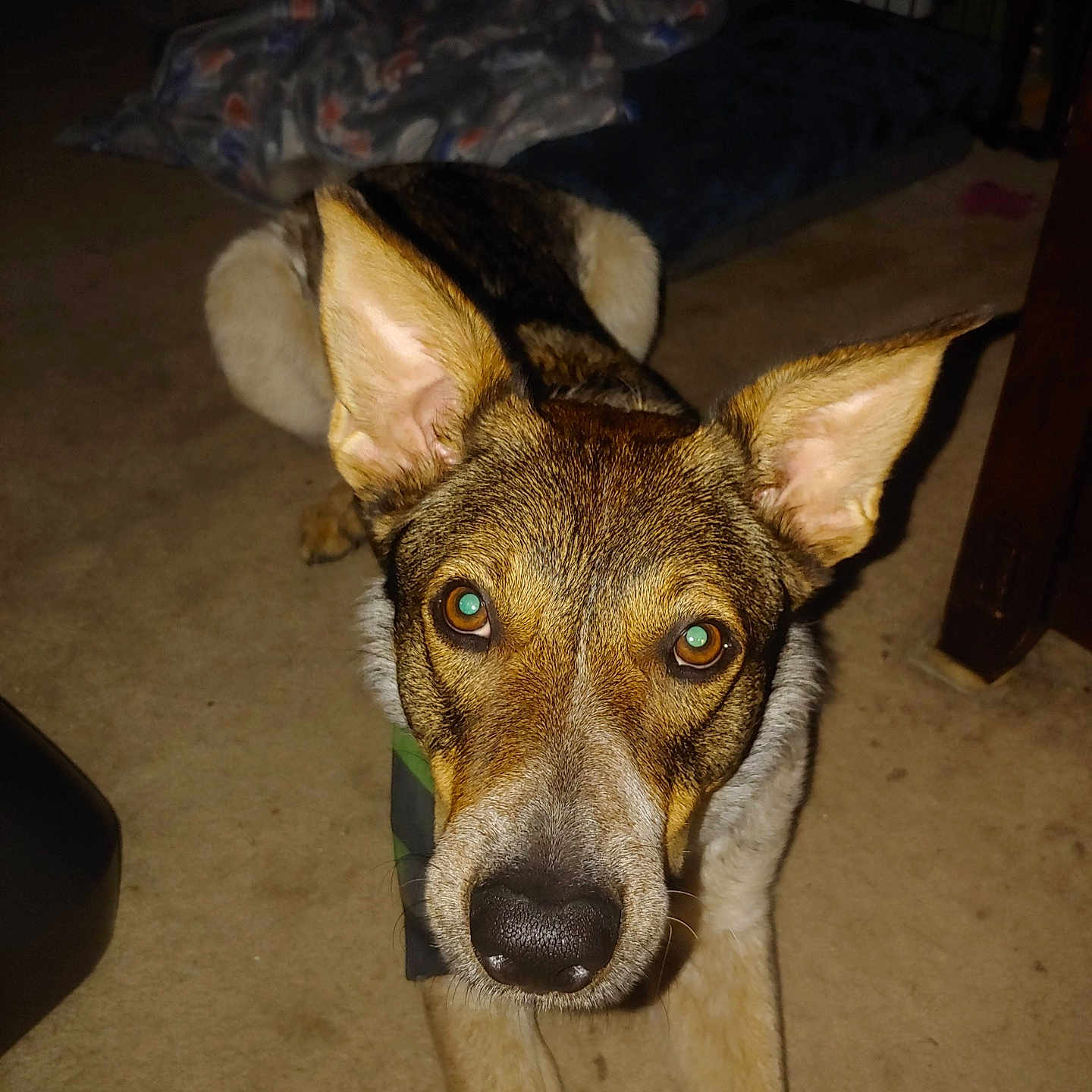 Skylar joined the competition — help win amazing prizes! animal, black, blanket, brown, canine, carpet, closeup, companion, dog, dog_bed, domestic, ears, floor, fur, indoor, looking, lying_down, mammal, pet, white