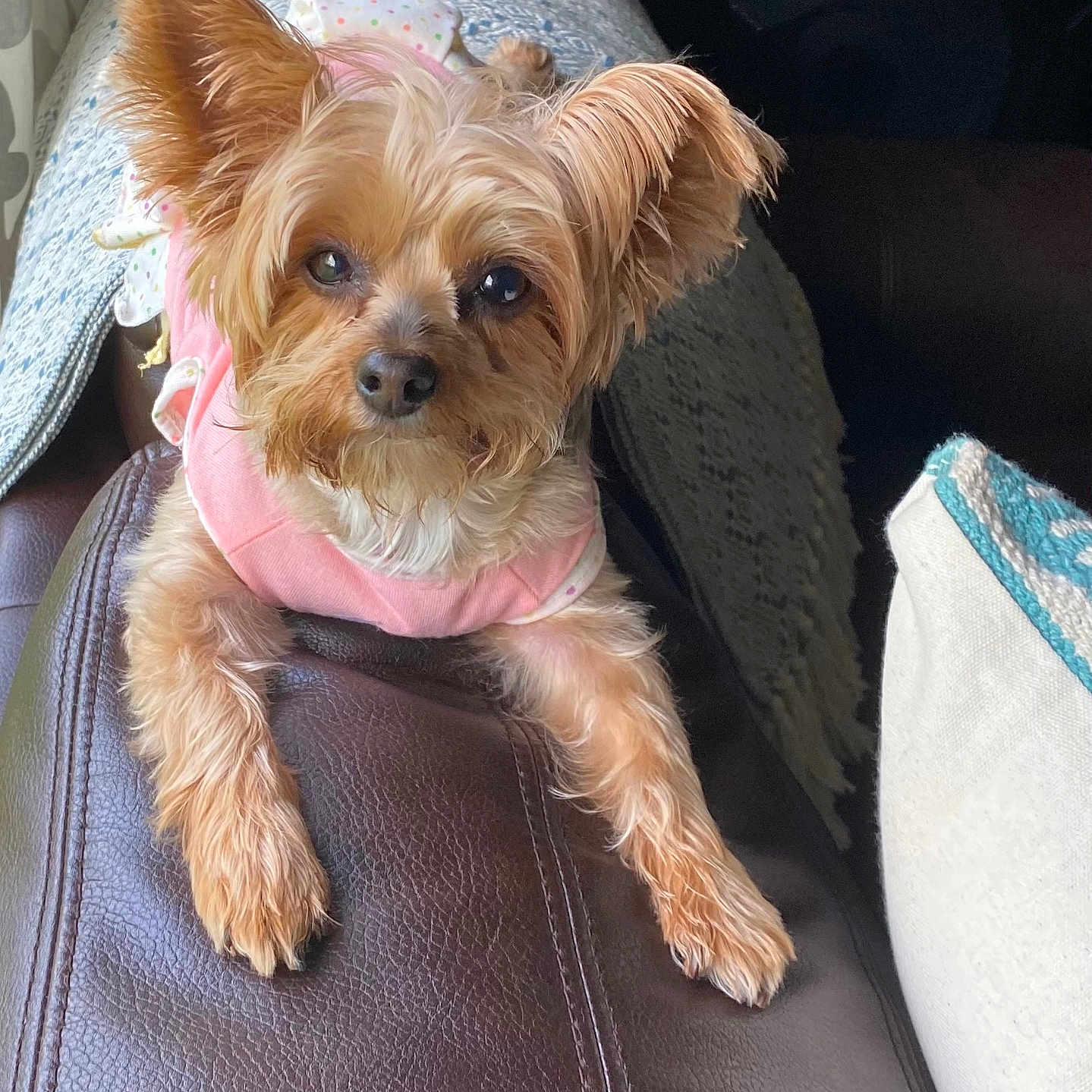 Skye joined the competition — help win amazing prizes! animal, blanket, cozy, cushion, cute, dog, ears, fur, furniture, home, indoor, leather_couch, looking, paw, pet, pink_clothing, portrait, relaxed, small_dog, snout