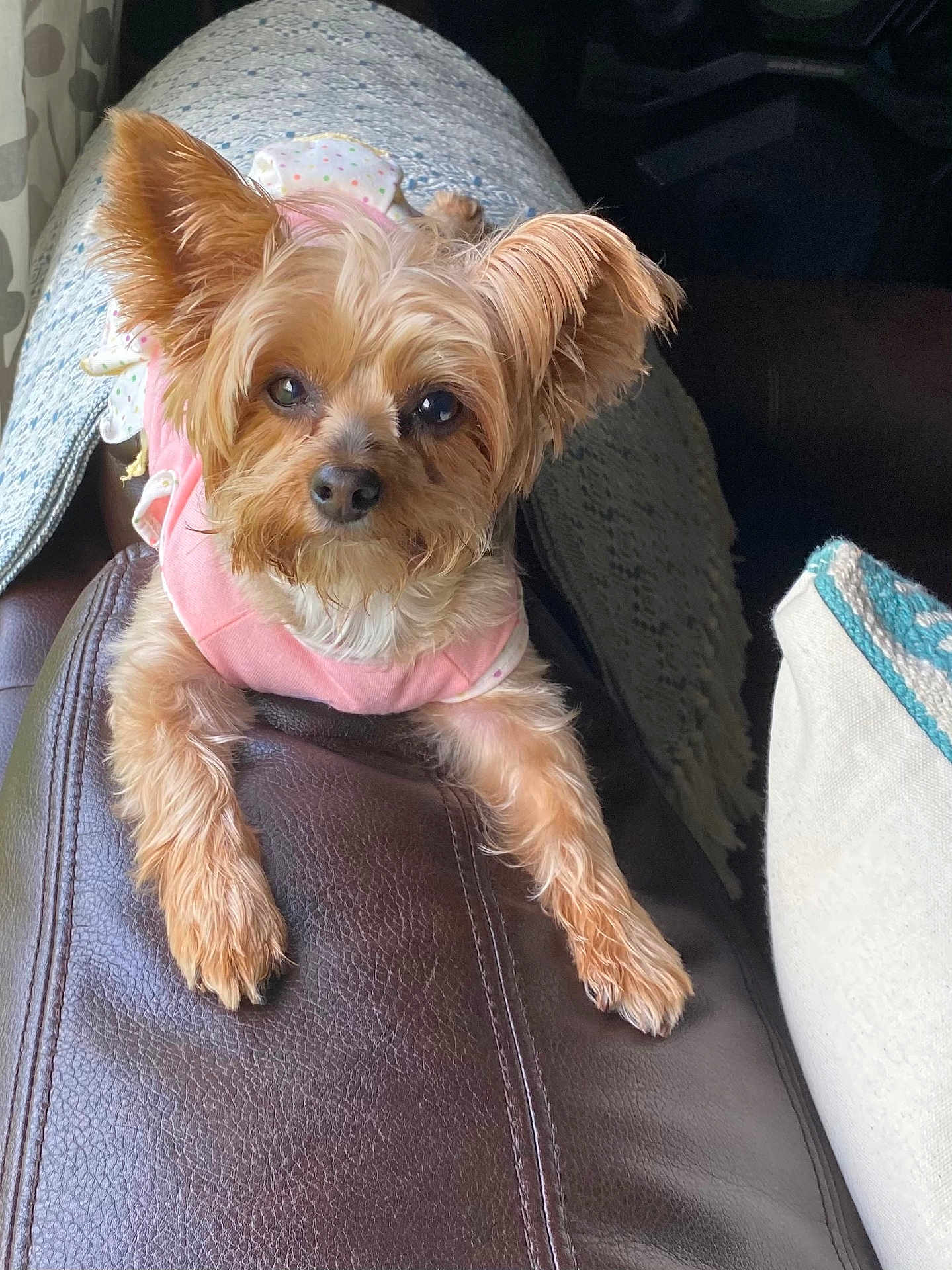 Skye joined the competition — help win amazing prizes! dog, small_dog, pet, pink_clothing, leather_couch, blanket, cushion, indoor, relaxed, cute, fur, animal, ears, snout, paw, looking, cozy, home, furniture, portrait