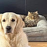 Simba participe au concours pour gagner de l'argent avec cette photo : golden_retriever, dog, cat, tabby_cat, pet_bed, indoor, wooden_floor, fur, animal, companion, relaxed, cozy, cute, domestic, pets, portrait, mammal, face, eyes, laying_down