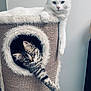 Simba participe au concours pour gagner de l'argent avec cette photo : cat, kitten, tabby, white_cat, pet, feline, cat_tree, cozy, indoor, curious, relaxed, fur, animal, cute, paw, playful, looking, resting, household, domestic