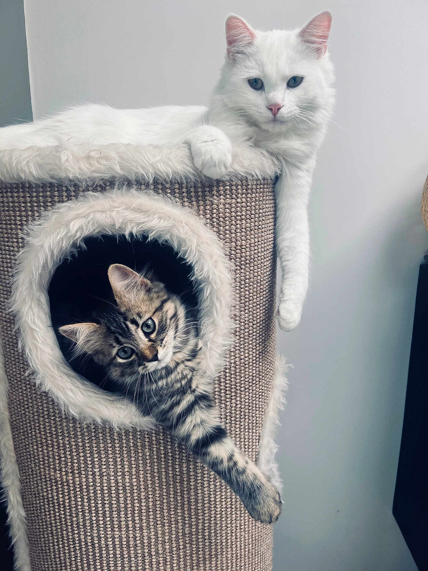Simba