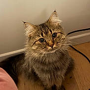 Simba participe au concours pour gagner de l'argent avec cette photo : cat, tabby, fluffy, pet, animal, indoor, wooden_floor, curious, cables, ears, whiskers, feline, cute, domestic, fur, sitting, looking_up, closeup, house, adorable