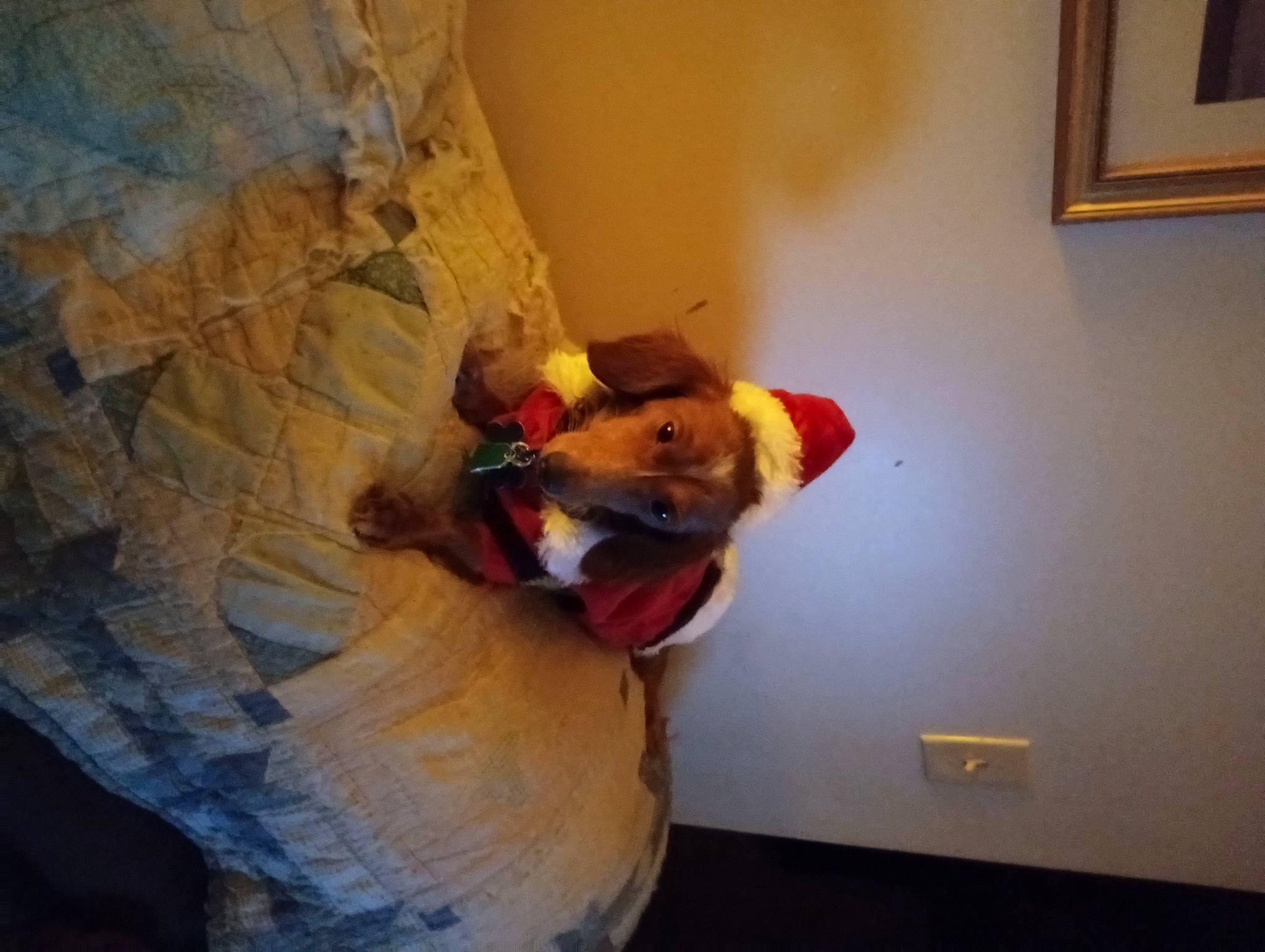 Harley joined the competition — help win amazing prizes! adventure, art, ceiling, flooring, fun, hardwood, paint, picture_frame, plaster, rock, room, stuffed_toy, teddy_bear, tourist_attraction, toy, tree, visual_arts, window, wood