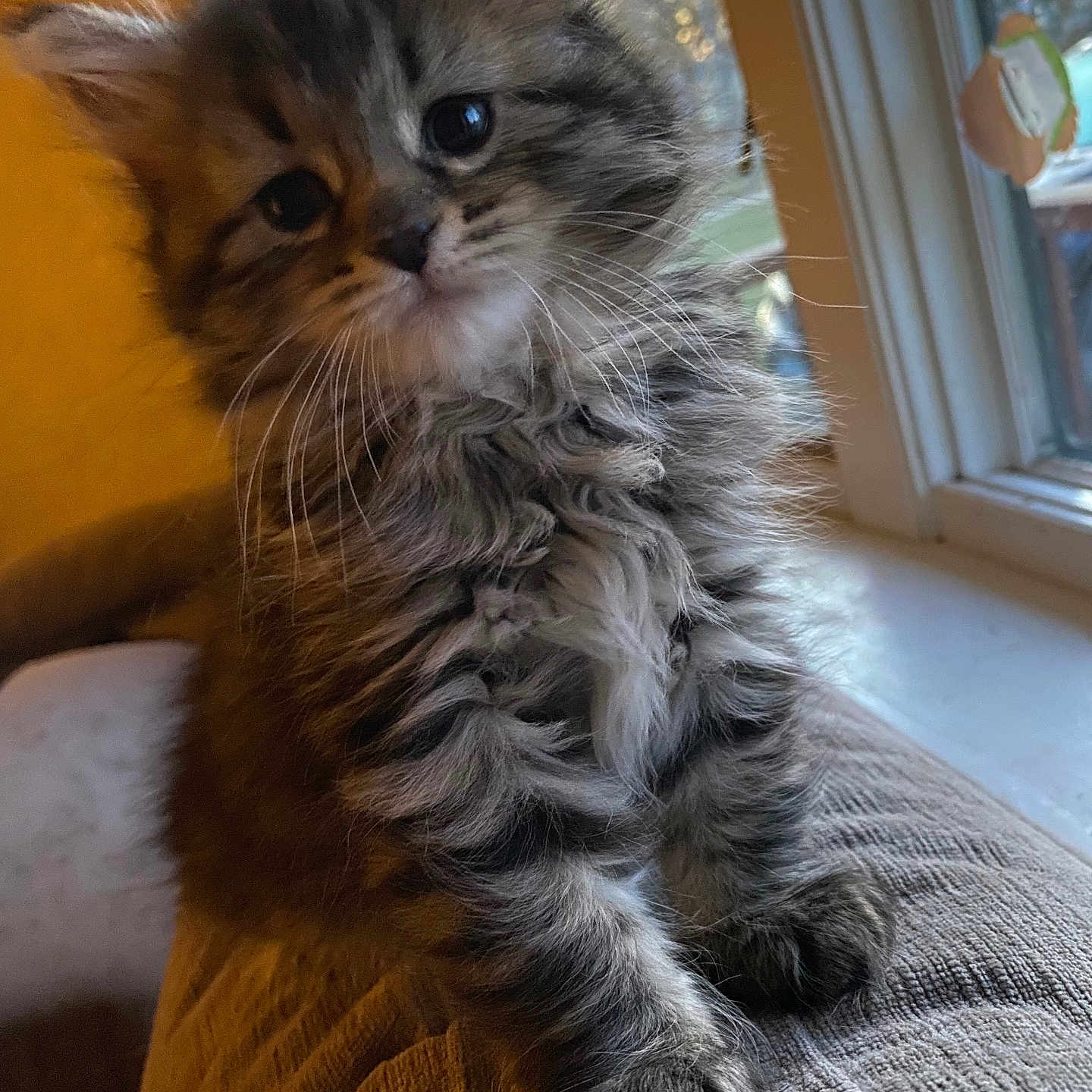 Fluffy Muffins is registered to the contest to win money with this photo: abyssinian, angora, animal, architecture, building, cat, chair, couch, cushion, furniture, hardwood, indoors, kitten, livingroom, manx, pet, room, window, windowsill, wood
