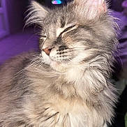 Stella a rejoint le concours — aidez-le/la à gagner de superbes lots ! cat, fluffy, gray, pet, animal, feline, closeup, portrait, indoor, cozy, relaxed, soft_fur, whiskers, ears, paws, checkered_fabric, purple_light, cute, sleepy, domestic_animal