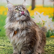 Stella participe au concours pour gagner de l'argent avec cette photo : cat, fluffy, long_hair, tongue_out, green_eyes, collar, heart_tag, sitting, grass, flowers, outdoor, nature, portrait, cute, pet, feline, whiskers, ears, playful, spring