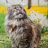 cat, fluffy, long_hair, tongue_out, green_eyes, collar, heart_tag, sitting, grass, flowers, outdoor, nature, portrait, cute, pet, feline, whiskers, ears, playful, spring