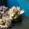 Stella participe au concours pour gagner de l'argent avec cette photo : cat, sleeping, fluffy, fur, closeup, relaxing, indoor, pet, animal, whiskers, ear, paw, resting, peaceful, cozy, blue_background, tabby, mammal, cute, calm