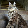 Stella participe au concours pour gagner de l'argent avec cette photo : cat, fluffy, stairs, pet, animal, feline, indoor, portrait, fur, whiskers, yellow_eyes, tabby, sitting, majestic, looking_away, close_up, soft_light, domestic_cat, curious, elegant