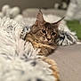 cat, feline, pet, blanket, cozy, fur, ears, relaxed, resting, soft, indoor, comfort, sleepy, muzzle, whiskers, portrait, animal, cute, fluffy, home