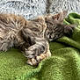 cat, sleeping, fluffy, gray_cat, pet, cozy, blanket, green_blanket, fur, relaxing, cute, indoor, resting, animal, whiskers, paw, soft, texture, peaceful, closeup