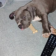 Rebel joined the competition — help win amazing prizes! animal, bone, canine, close_up, couch, cute, dog, domestic_animal, fur, indoor, nap, paw, pet, puppy, relaxed, remote_control, resting, sleeping, tongue_out, young_dog