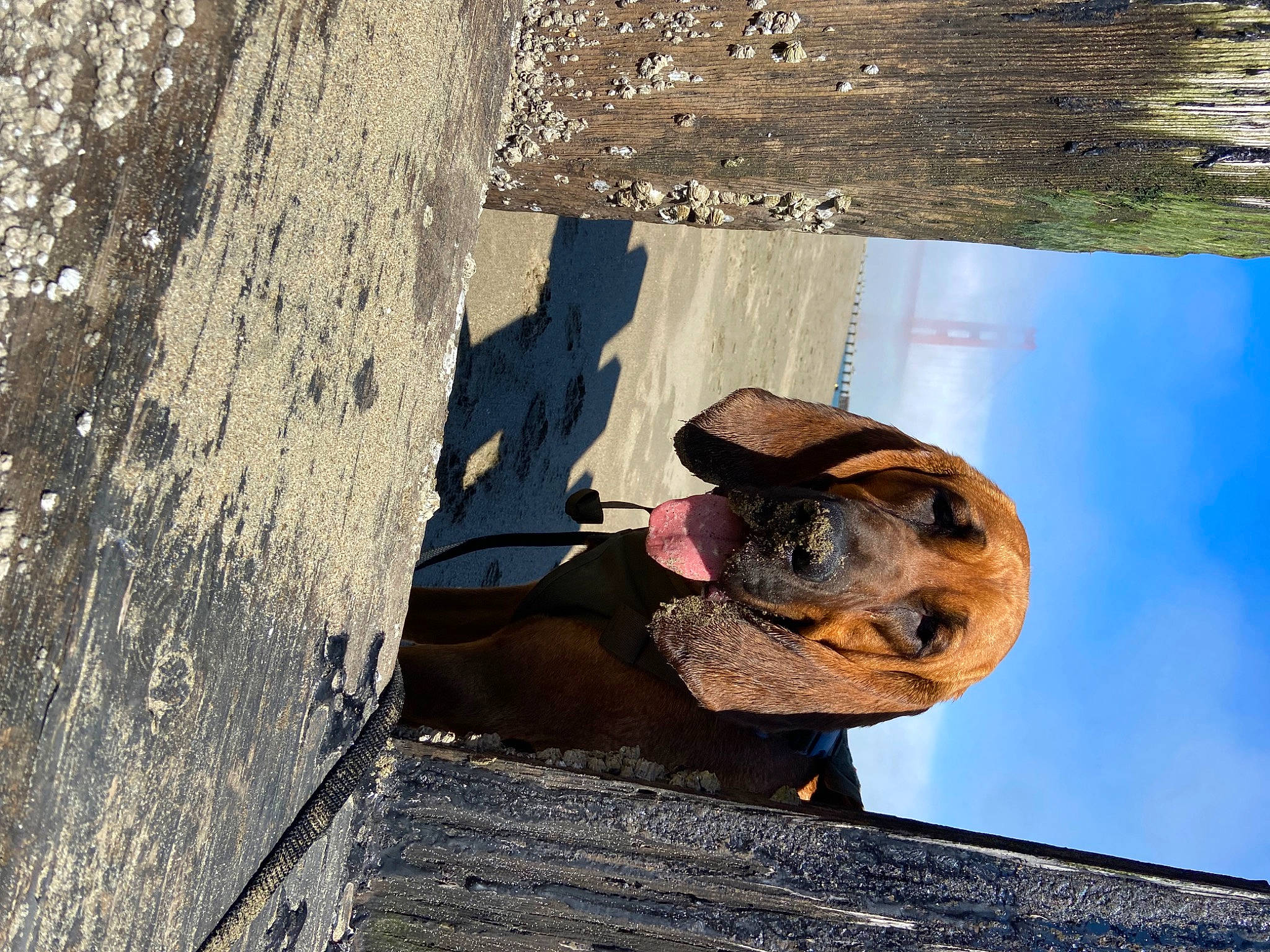 Franco joined the competition — help win amazing prizes! adventure, canidae, carnivore, collar, dog, dog_breed, dog_collar, eyewear, fawn, hat, landscape, rock, shadow, sky, snout, sporting_group, sunglasses, trunk, water, wood