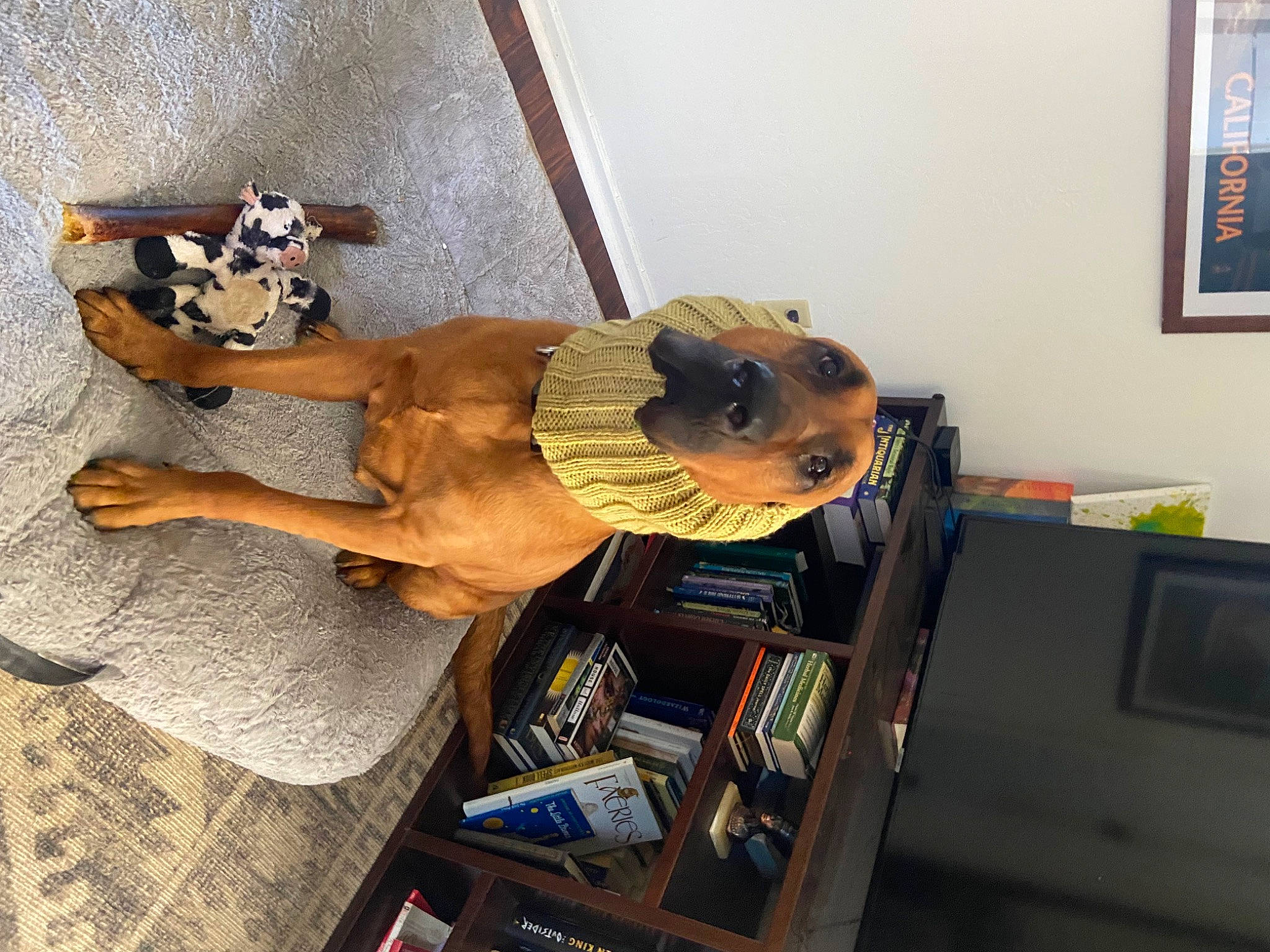 Franco joined the competition — help win amazing prizes! barechested, bookcase, carnivore, comfort, companion_dog, dog, dog_breed, fawn, flooring, hat, human_leg, picture_frame, publication, selfie, shelf, shelving, shorts, sporting_group, thigh, wood