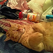 Mister joined the competition — help win amazing prizes! back, bed, blanket, bottle, cat, close_up, clothing, cozy, fur, indoor, lying_down, messy_room, orange_cat, paws, pet, plastic_container, relaxed, remote_control, sleeping, whiskers