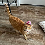 Ginger is registered to the contest to win money with this photo: cat, orange_tabby, cowboy_hat, pet, indoor, wooden_floor, curious, cute, animal, feline, collar, pet_bed, domestic_cat, walking, flooring, hat, small_hat, leopard_print, home, cute_pet
