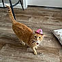cat, orange_tabby, cowboy_hat, pet, indoor, wooden_floor, curious, cute, animal, feline, collar, pet_bed, domestic_cat, walking, flooring, hat, small_hat, leopard_print, home, cute_pet