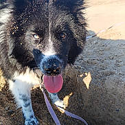 Alma a rejoint le concours — aidez-le/la à gagner de superbes lots ! beach, black_and_white_fur, canine, close_up, dog, eyes, fur, happy, leash, muzzle, nose, ocean, outdoor, paw, playful, portrait, sand, sandy, standing, tongue_out