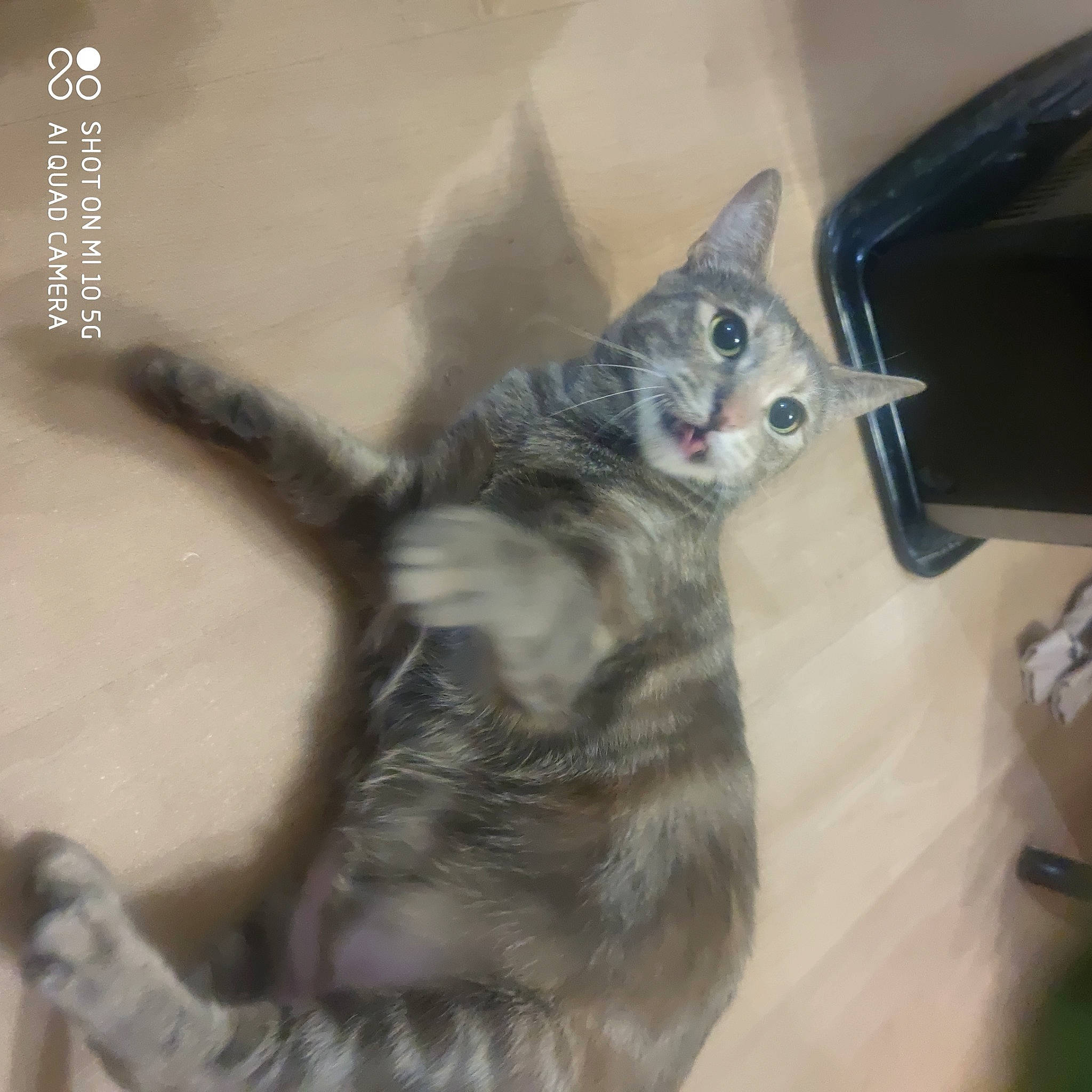 Tigresse participe au concours pour gagner de l'argent avec cette photo : carnivore, cat, domestic_short_haired_cat, felidae, flooring, fur, grey, hardwood, paw, small_to_medium_sized_cats, tail, whiskers, wood