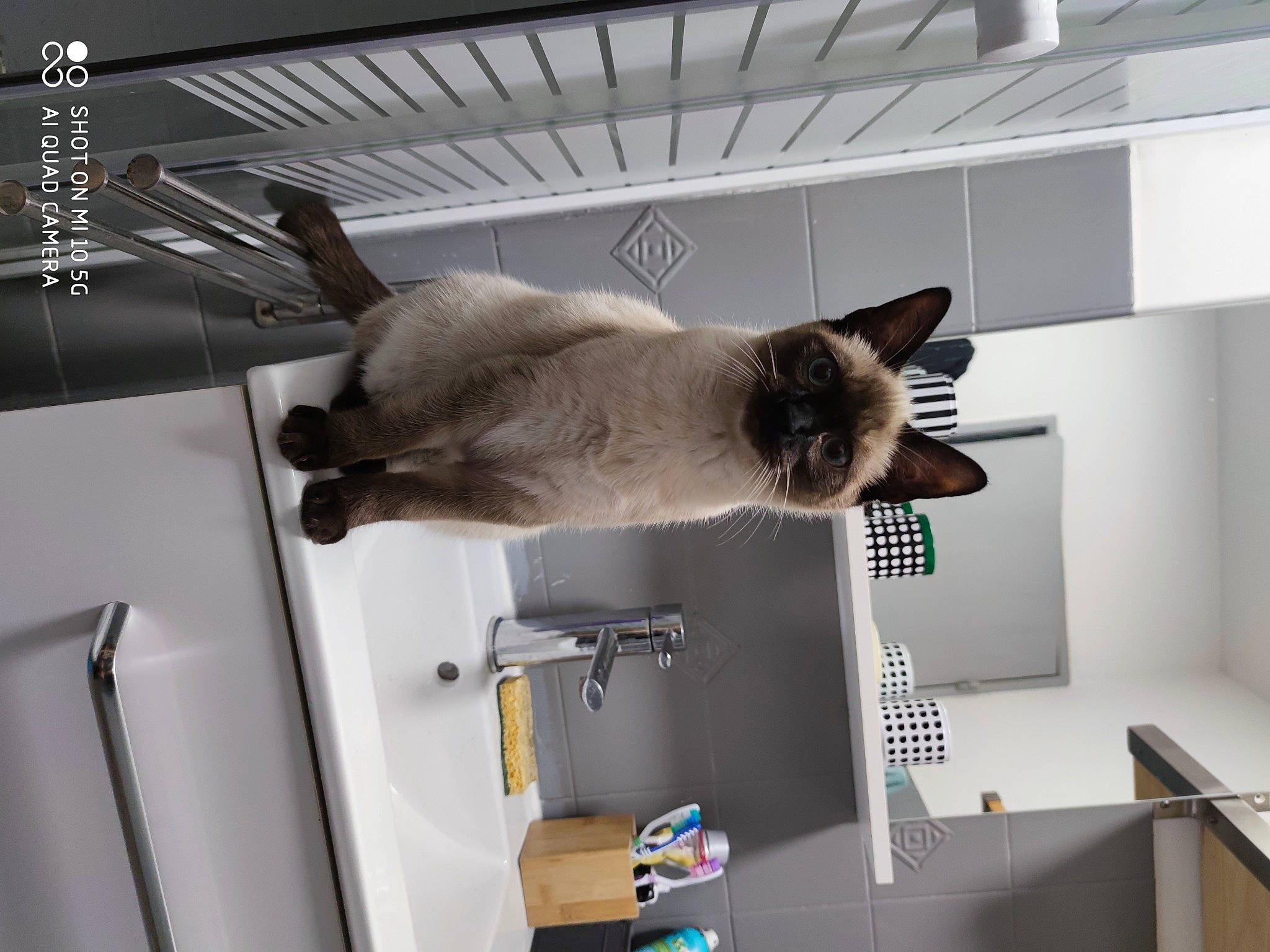 Saphira participe au concours pour gagner de l'argent avec cette photo : balinese, carnivore, cat, ceiling, domestic_short_haired_cat, felidae, room, siamese, small_to_medium_sized_cats, tail, thai, tonkinese, whiskers