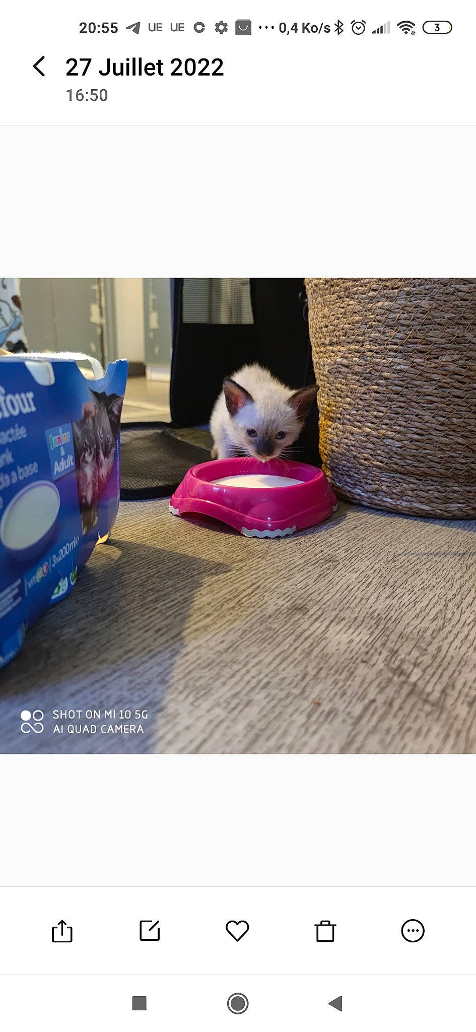 Saphira a rejoint le concours — aidez-le/la à gagner de superbes lots ! carnivore, cat, cat_supply, comfort, companion_dog, felidae, flooring, fur, hardwood, linens, magenta, pattern, purple, rectangle, small_to_medium_sized_cats, tableware, tail, violet, whiskers, wood