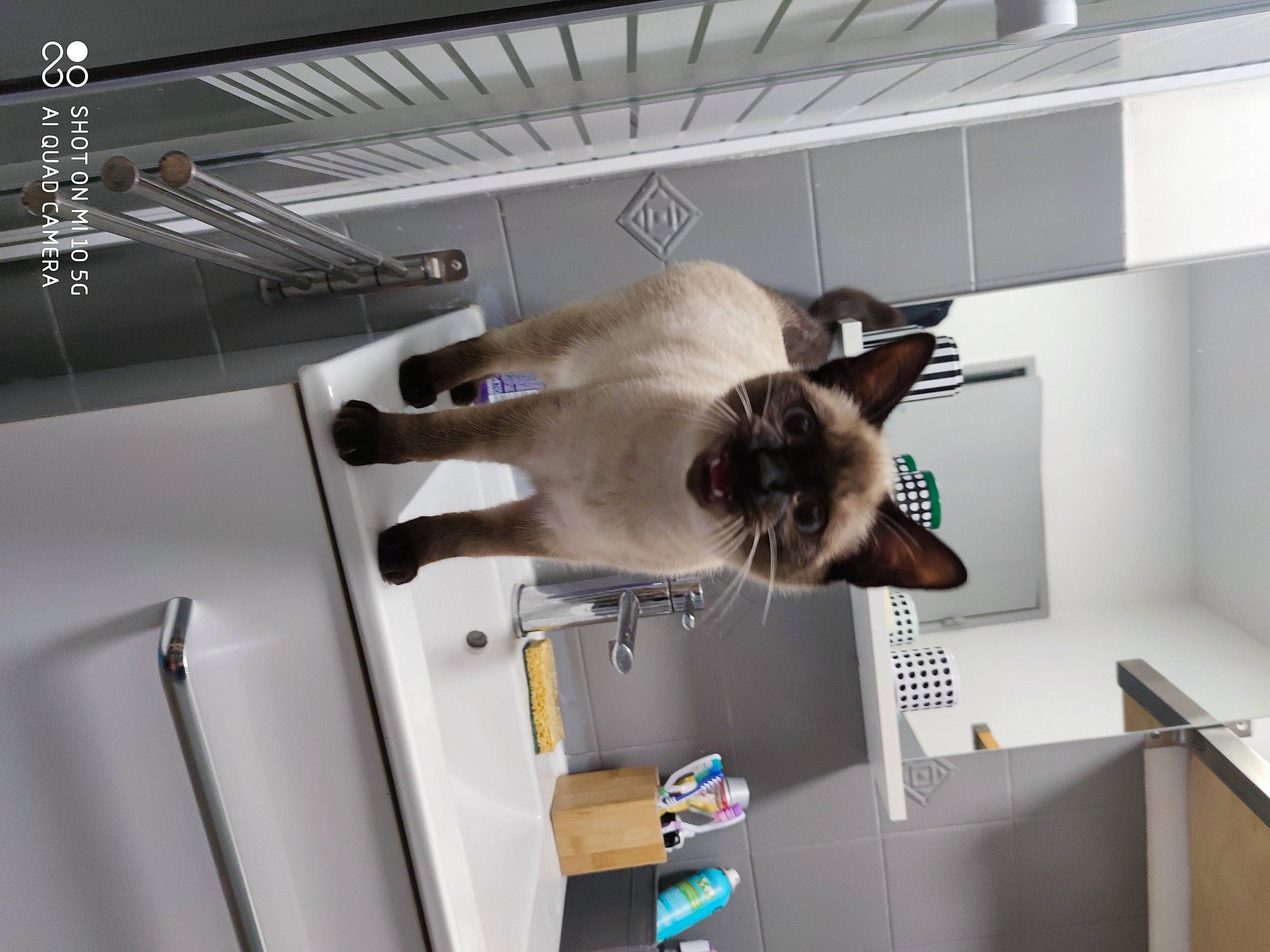 Saphira participe au concours pour gagner de l'argent avec cette photo : automotive_design, cabinetry, cat, ceiling, felidae, flooring, machine, room, shelf, shelving, siamese, small_to_medium_sized_cats, tail