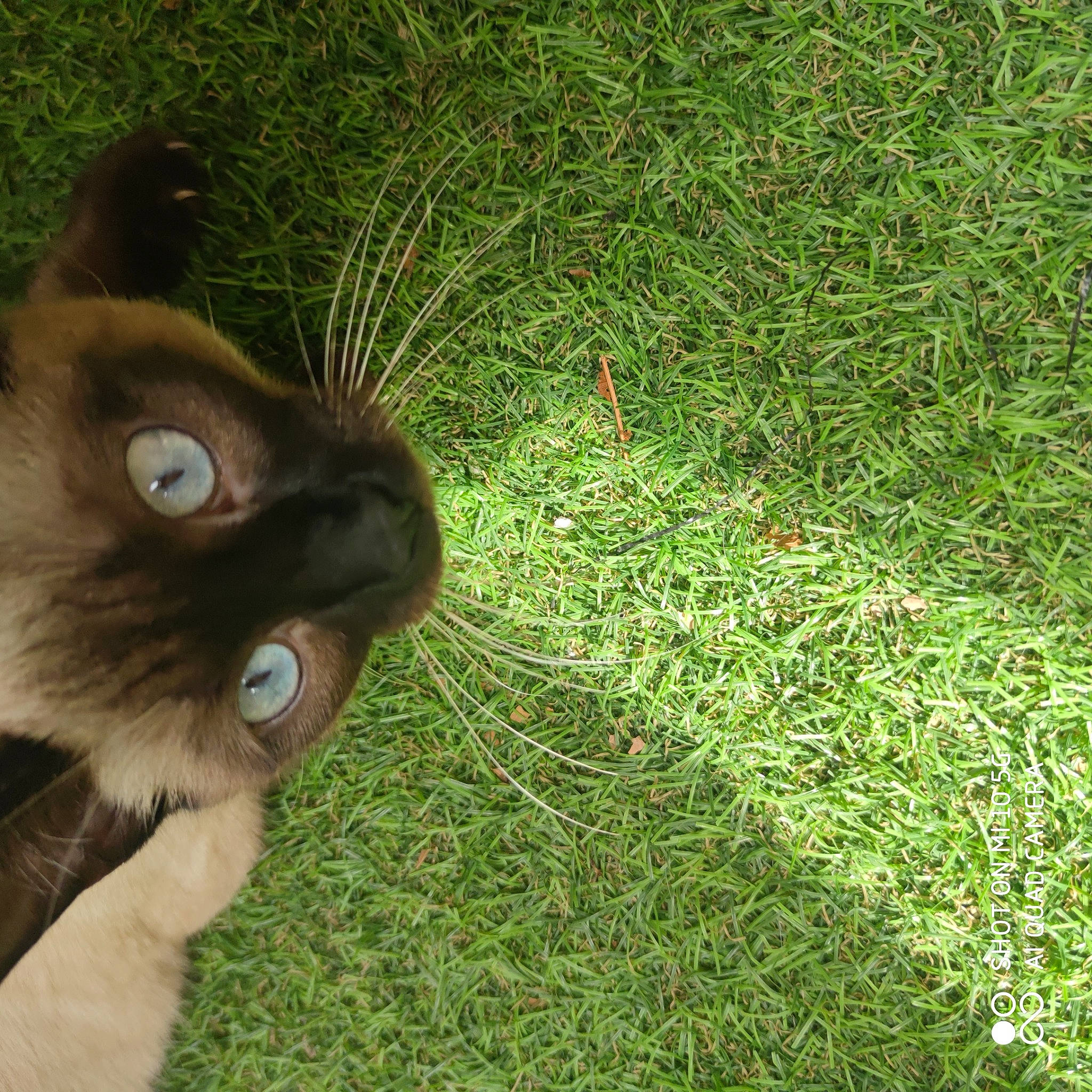 Saphira participe au concours pour gagner de l'argent avec cette photo : black_cat, canidae, carnivore, cat, dog_breed, domestic_short_haired_cat, fawn, felidae, fur, grass, groundcover, lawn, paw, plant, small_to_medium_sized_cats, snout, tail, terrestrial_animal, tree, whiskers