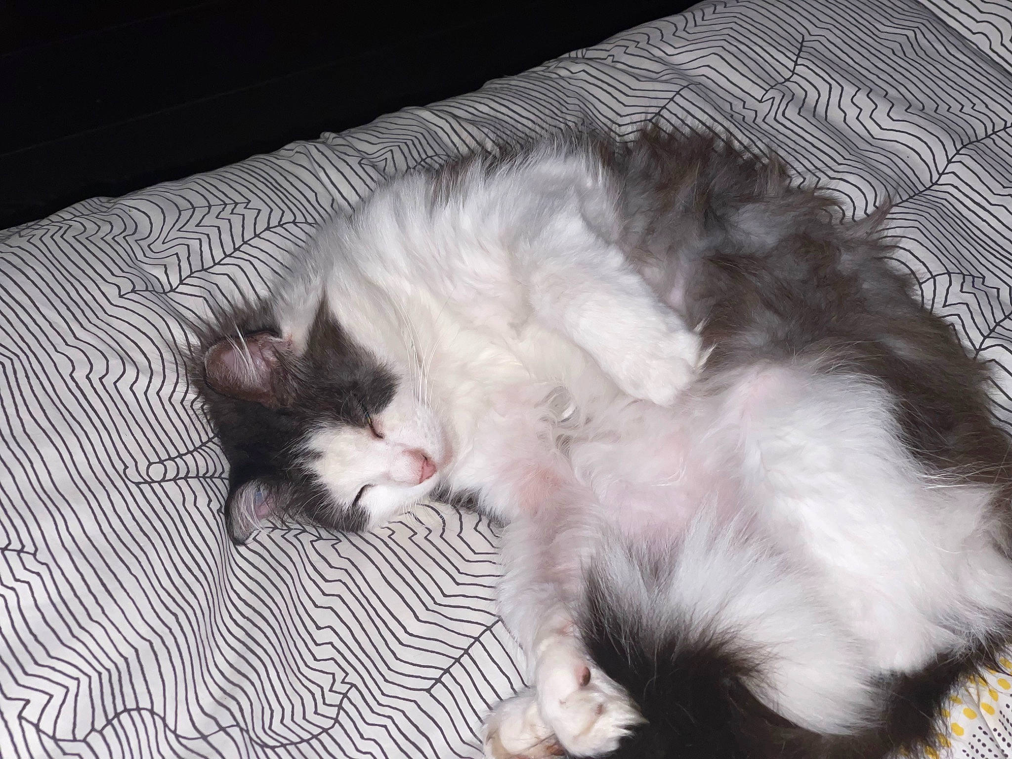 Kitty participe au concours pour gagner de l'argent avec cette photo : carnivore, cat, cat_bed, claw, comfort, domestic_short_haired_cat, felidae, foot, fur, nap, paw, sleep, small_to_medium_sized_cats, snout, tail, terrestrial_animal, whiskers