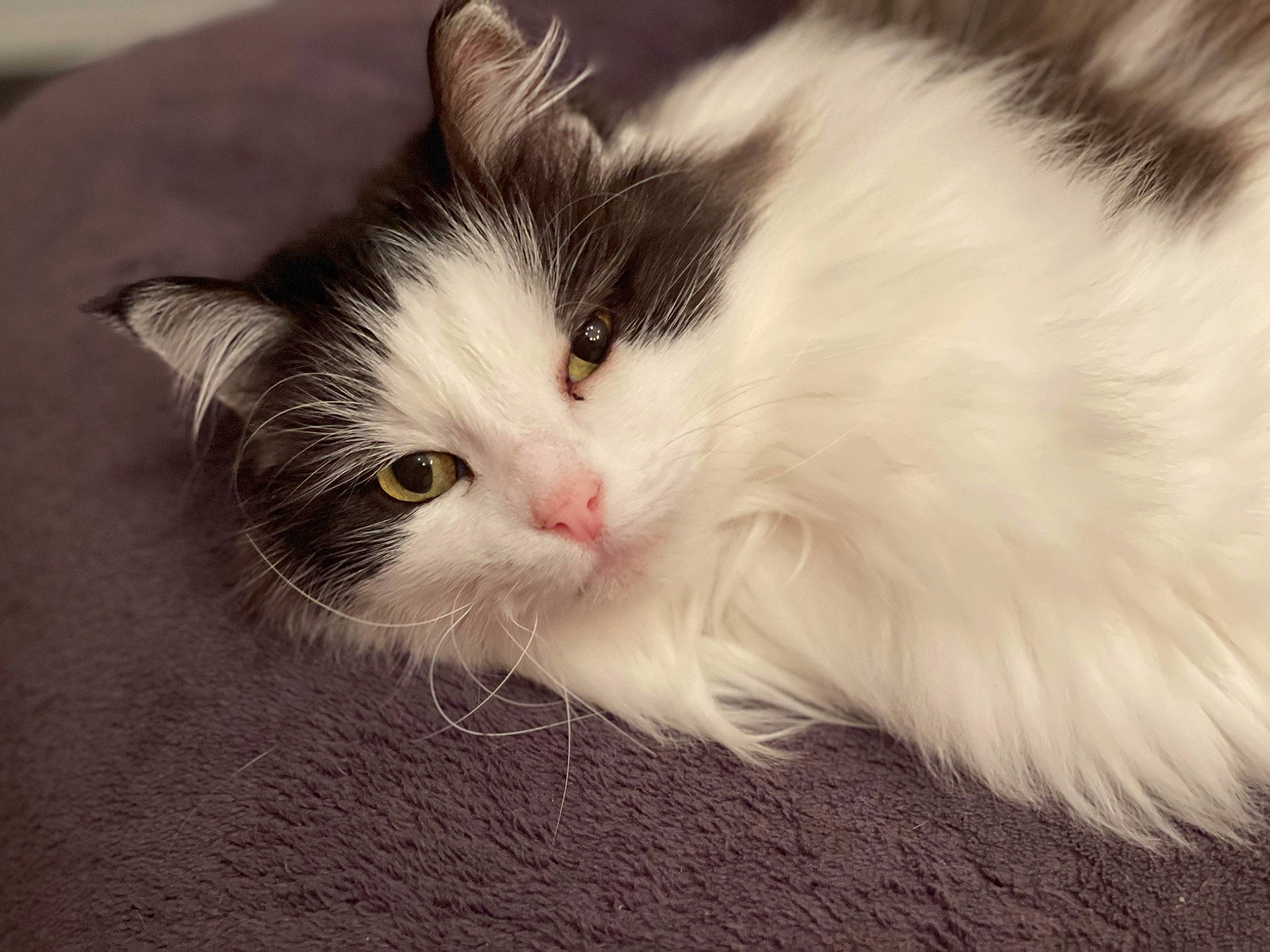 Kitty a rejoint le concours — aidez-le/la à gagner de superbes lots ! carnivore, cat, claw, felidae, fur, maine_coon, paw, small_to_medium_sized_cats, snout, tail, terrestrial_animal, whiskers