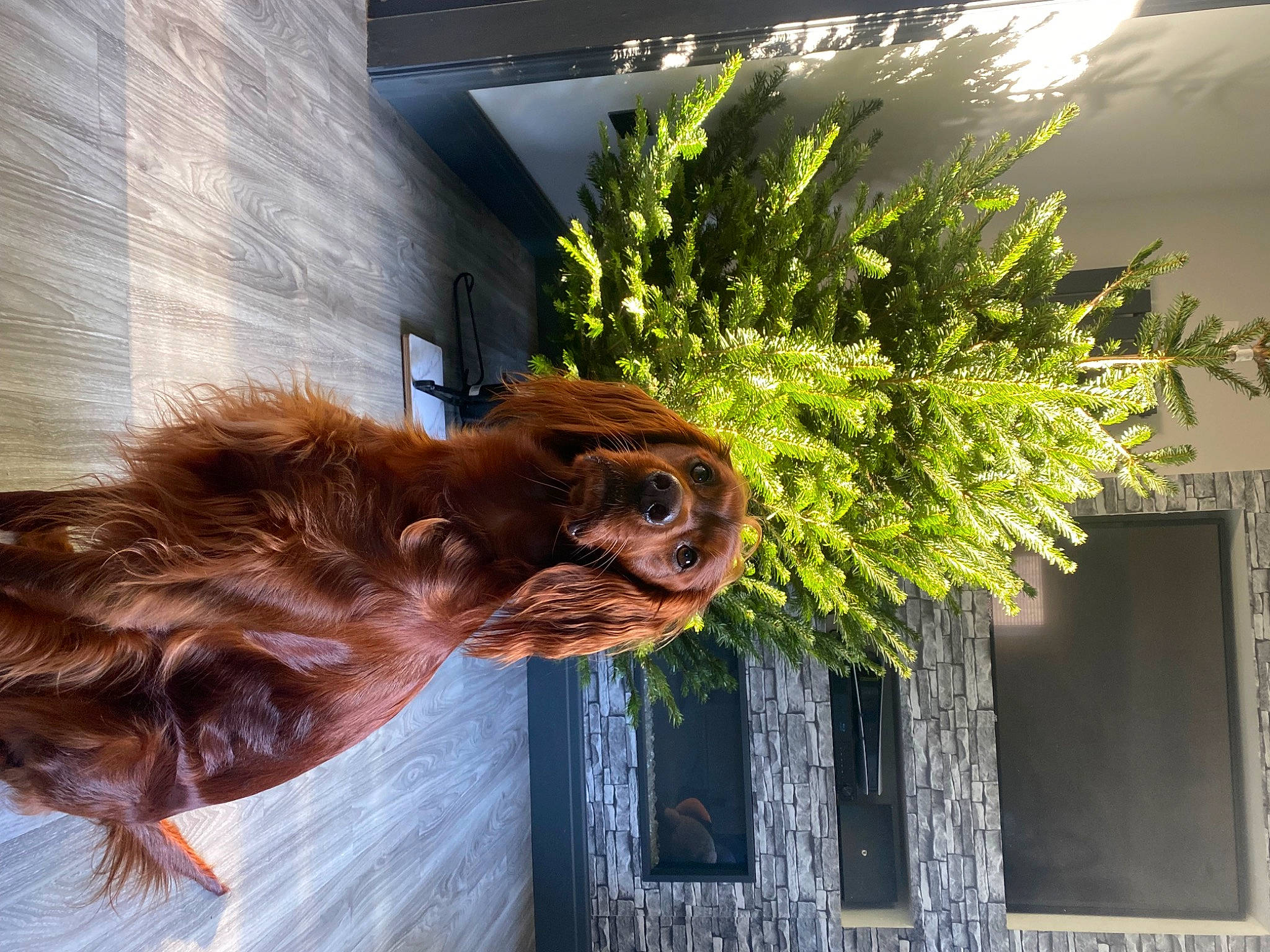 Nala is registered to the contest to win money with this photo: carnivore, companion_dog, dog, dog_breed, door, fawn, fur, grass, liver, metal, palm_tree, plant, reflection, snout, spaniel, sporting_group, tints_and_shades, tree, wood, working_animal