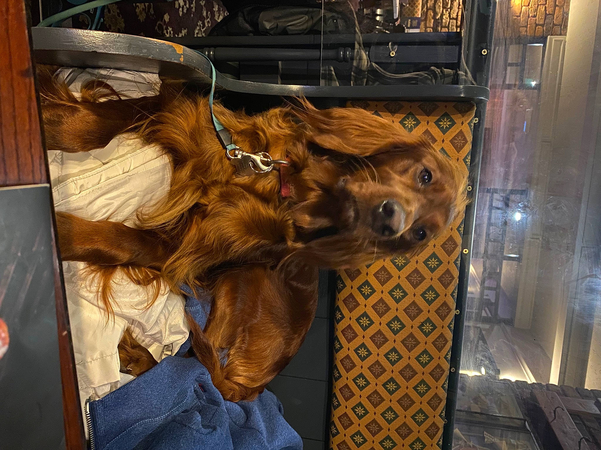 Nala is registered to the contest to win money with this photo: art, canidae, carnivore, companion_dog, dog, dog_breed, fashion_accessory, fawn, fur, hat, liver, metal, sporting_group, visual_arts, whiskers, wood, working_animal