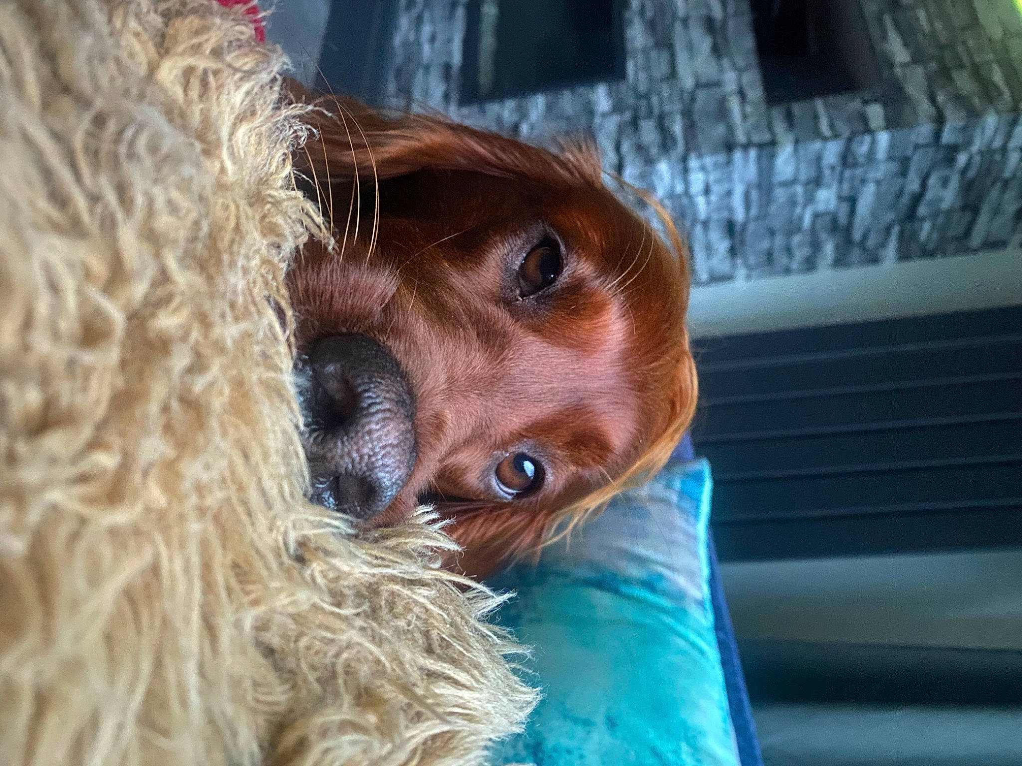 Nala joined the competition — help win amazing prizes! beard, carnivore, close_up, companion_dog, dog, dog_breed, eye, facial_hair, fawn, fur, hat, liver, snout, spaniel, sporting_group, sunglasses, terrier, whiskers, working_animal, wrinkle