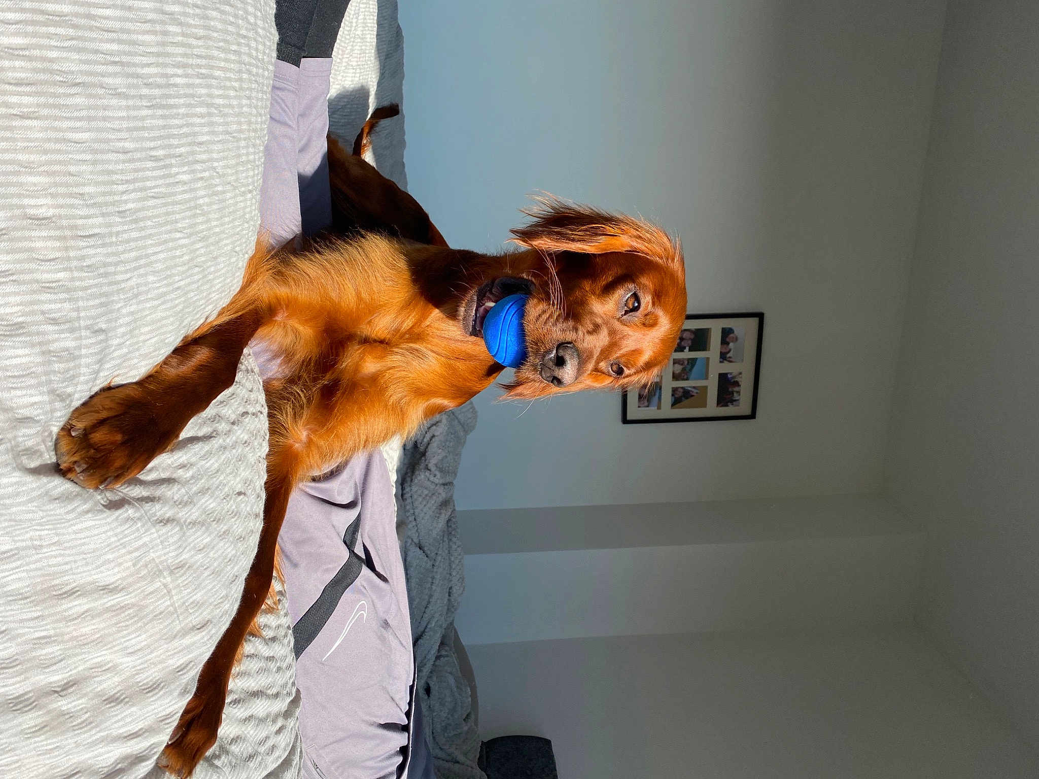 Nala
